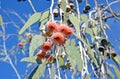 Pink gum tree Eucalyptus blossoms Royalty Free Stock Photo