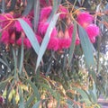 Pink Gumnut Flowers Royalty Free Stock Photo