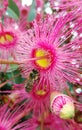 Pink gumtree flowers and bee Royalty Free Stock Photo