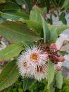 Pink Gumtree Royalty Free Stock Photo