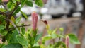 Pink Habiscus flower bud in the garden background,copy space Royalty Free Stock Photo