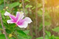 Pink Habiscus in garden background,flower,background,copy space Royalty Free Stock Photo