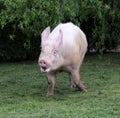 Pink hairy pig runs on the pasture Royalty Free Stock Photo