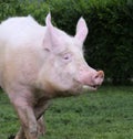 Pink hairy pig runs on the pasture Royalty Free Stock Photo