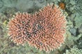 Pink hard coral Royalty Free Stock Photo