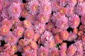 Pink hardy garden mums Royalty Free Stock Photo