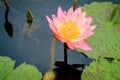 Pink Hardy Waterlily Flower