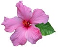 pink hawaiian rose or shoe flower or hibiscus or chinese rose or hibiscus rosa sinensis or shoeblack plant or rose mallow.