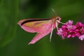 Pink hawkmoth (Deilephila elpenor)