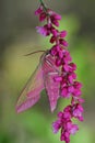 Pink hawkmoth (Deilephila elpenor)