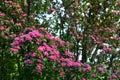 Pink Hawthorn tree in blossom - beautiful floral background, spring tree pink bloom Royalty Free Stock Photo