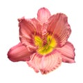 Pink head flower hemerocallis daylily isolated on a white