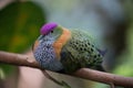 A pink-headed fruit dove