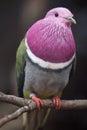 Pink-headed fruit dove Ptilinopus porphyreus