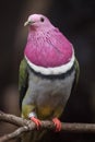 Pink-headed fruit dove Ptilinopus porphyreus
