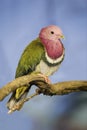 Pink-headed Fruit Dove, Ptilinopus porphyreus, perched