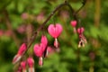 Pink Heart flowers Royalty Free Stock Photo