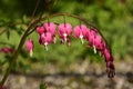 Pink Heart flowers Royalty Free Stock Photo