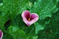 Pink heart shaped calla lily flower isolated against green foliage Royalty Free Stock Photo