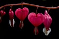 Pink heart shaped flower close up. Asian bleeding-heart flower Royalty Free Stock Photo