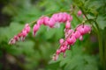 Pink heart-shaped flowers of Pacific bleedingheart Dicentra formosa