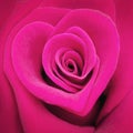 Pink heart shaped rose Royalty Free Stock Photo