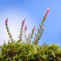 Pink heath flower Royalty Free Stock Photo