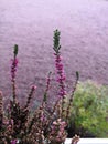 Pink bell heather in bloom Royalty Free Stock Photo