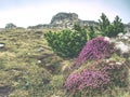 Heather bush against to sharp peak of Dolomites Alps. Spring weather in popular mountain range in Italy Royalty Free Stock Photo