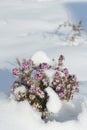 Erica in the snow - heather