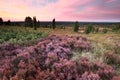 Pink heather flowers on hills at sunset Royalty Free Stock Photo