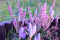 Pink Heather and Lilac Crocus in Garden Royalty Free Stock Photo