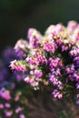 Pink heather sprigs on a plant in the ground in winter, ericaceae, calluna vulgaris