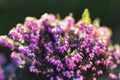 Pink heather sprigs on a plant in the ground in winter, ericaceae, calluna vulgaris