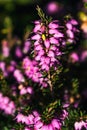 Pink heather sprigs on a plant in the ground in winter, ericaceae, calluna vulgaris