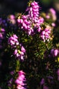 Pink heather sprigs on a plant in the ground in winter, ericaceae, calluna vulgaris