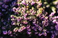 Pink heather sprigs on a plant in the ground in winter, ericaceae, calluna vulgaris