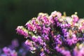 Pink heather sprigs on a plant in the ground in winter, ericaceae, calluna vulgaris