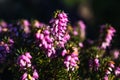 Pink heather sprigs on a plant in the ground in winter, ericaceae, calluna vulgaris