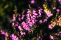 Pink heather sprigs on a plant in the ground in winter, ericaceae, calluna vulgaris