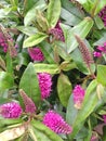 Pink Hebe Addenda flowers with green leaves