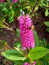 Pink Hebe with Bumblebee 1 Royalty Free Stock Photo