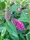 Pink Hebe flowers with green leaves