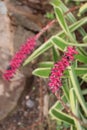 Pink Hebe speciosa flowers and green leaves in a garden