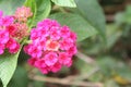 Pink Hedge Flower ,Lantana camara Royalty Free Stock Photo