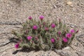 Pink Hedgehog Cactus Cluster