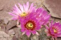 `Hedgehog Cactus` flower - Echinocereus Reichenbachii var. Reichenbachii