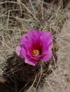 Pink Hedgehog Cactus