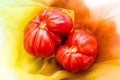 Pink heirloom tomato also called heritage tomato on cloth. Natural, homegrown, imperfect tomatoes. Royalty Free Stock Photo