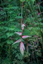 Pink Heliconia flowers in the rain forest of Khao Sok sanctuary, Thailand